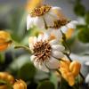 imageSullivans 6 ft Daisy Marigold Bloom Foliage Garland Artificial Greenery Versatile Garland Decor for All Seasons Perfect for Weddings Fireplace Mantels Dining and Living Rooms