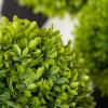 imageSullivans 7quot 9quot ampamp 115quot Potted Round Boxwood Set of 3 Everyday Home Decor Artificial Plants Indoor Artificial Greenery Room Kitchen Office ampamp Bathroom Dcor Fake Plants