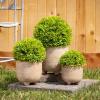 imageSullivans 7quot 9quot ampamp 115quot Potted Round Boxwood Set of 3 Everyday Home Decor Artificial Plants Indoor Artificial Greenery Room Kitchen Office ampamp Bathroom Dcor Fake Plants