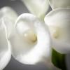 imageSullivans Artificial Calla Lily Bouquet Stem 15quot H White Everyday Home Decor Artificial Plants Indoor Artificial Greenery Room Kitchen Office ampamp Bathroom Dcor Fake Plants