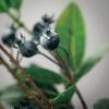 imageSullivans Fake Flowers Blueberry ampamp Foliage Flower Artificial Blue Berry Leaf Spray Stem for Indoor 31quot Faux Greenery for Pot or Vase in Living Room Home ampamp Office Dcor Shelf ampamp Mantle Decorations