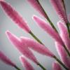 imageSullivans Fake Plants Bunny Tail Grass Stems for Indoor 165quot Artificial Hot Pink Bunnytail Greenery Spray Leaf Stem for Pot Vase Arrangement in Living Room Home Office Dcor Shelf Decorations