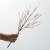 imageSullivans Fake Plants Bunny Tail Grass Stems for Indoor 165quot Artificial Light Pink Bunnytail Greenery Spray Leaf Stem for Pot Vase Arrangement in Living Room Home Office Dcor Shelf Decorations