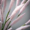 imageSullivans Fake Plants Bunny Tail Grass Stems for Indoor 165quot Artificial Light Pink Bunnytail Greenery Spray Leaf Stem for Pot Vase Arrangement in Living Room Home Office Dcor Shelf Decorations