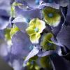 imageSullivans Lavender Blue Hydrangea Stem 26Inch Artificial Fake Flower Lifelike Bouquet Centerpiece for Home Office Weddings and Gifts Decor