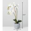 imageSullivans Potted OrchidFaux Plants Potted Greenery Home Dcor Accent Pieces