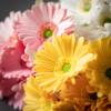 imageSullivans Spring Gerbera Daisy Bush Set of 3 Pink Yellow White Flowers 13Inch Artificial Fake Flower Bundles Lifelike Bouquet Centerpiece for Home Office Weddings and Gifts Decor