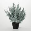 imageSullivans Fake Plants Potted Eucalyptus Artificial Plant for Indoor 24quot Lush Silver Gray Green Eucalyptus Stems Faux LifeLike Plant in Black Pot Perfect for Living Room Home and Office Dcor