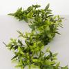 imageSullivans Greenery Garland Ruscus ampamp Twig Spring Garland for Indoor 62quot Faux LifeLike Green Garland for Mantle Decor Living Room Home ampamp Office Fireplace Decorations