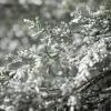 imageSullivans 10quot White Bubble Cedar Swag Christmas Decor Artificial Greenery Perfect for Fireplace Mantels Dining and Living Rooms