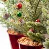 imageSullivans 12quot Potted Pine Artificial Tree Set of 3 Christmas Dcor Trees Holiday Decor Christmas Tabletop Trees Mantle Decor Christmas Decorations
