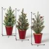 imageSullivans 12quot Potted Pine Artificial Tree Set of 3 Christmas Dcor Trees Holiday Decor Christmas Tabletop Trees Mantle Decor Christmas Decorations