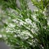 imageSullivans White Frosted Green Cedar Swag 28 Inch Artificial Greenery Decor Lifelike Design Easy Maintenance for AllYear Display Perfect for Windows Door and Curtain Accents
