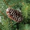 image:imageSullivans 24 Small Pinecone Tree in Burlap Christmas Dcor Trees Holiday Decor Christmas Tabletop Trees Mantle Decor Christmas Decorations