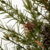 image:imageSullivans 25 Inch Potted Green Cedar Pinecone Tree Artificial Christmas Tree Dcor for Home Holiday Decoration