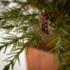 image:imageSullivans 35 Inch Potted Green Cedar Pinecone Tree Artificial Christmas Tree Dcor for Home Holiday Decoration