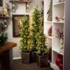 image:imageSullivans 4 Foot Medium LED Lit Pine Tree Set in Planter Artificial Christmas Tree Dcor for Home Holiday Decoration