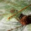 image:imageSullivans 50 Inch Small Black Hill Pine Tree in Burlap Stand Artificial Christmas Tree Dcor for Home Holiday Decoration