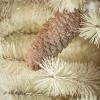 image:imageSullivans Cream Color Pine Frosted Tree Set of 2 24 H and 38 H Artificial Christmas Tree Dcor for Home Holiday Decoration