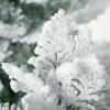 image:imageSullivans Snowy Frosted Cedar Accent Tree Set of 2 24 H and 36 H Artificial Christmas Tree Dcor for Home Holiday Decoration