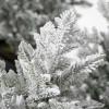 image:imageSullivans Tabletop Frosted Pine Tree Set of 3 155 H 205 H and 25 H Artificial Christmas Tree Dcor for Home Holiday Decoration