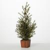 image:imageSullivans 25 Inch Potted Green Cedar Pinecone Tree Artificial Christmas Tree Dcor for Home Holiday Decoration