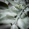 image:imageSullivans 5 ft Dusty Green Eucalyptus Garland Artificial Greenery Decor for All Seasons Perfect for Weddings Fireplace Mantels Dining and Living Rooms
