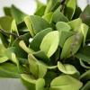 image:imageSullivans 6 ft Ruscus Green Leafy Twig Garland Artificial Greenery Spring Garland Decor Perfect for Weddings Fireplace Mantels Dining and Living Room