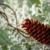 image:imageSullivans Cedar and Pine Garland Christmas Dcor Artificial Garland Christmas Garlands Garlands for Mantel Dcor
