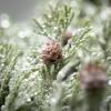 image:imageSullivans Frosted Cedar Garland Christmas Dcor Artificial Garland Christmas Garlands Garlands for Mantel Dcor