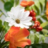 image:imageSullivans Tangerine Cream Small Wreath Artificial Greenery Flowers Everyday and Seasonal Wreaths Indoor amp Outdoor Wreaths for Front Door Entryway Porch Dcor