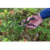 imageCRAFTSMAN Folding Hand Saw 8 in Blade Compact Design for Camping Pruning Cutting Wood Branches or BrushBypass Pruning Shears
