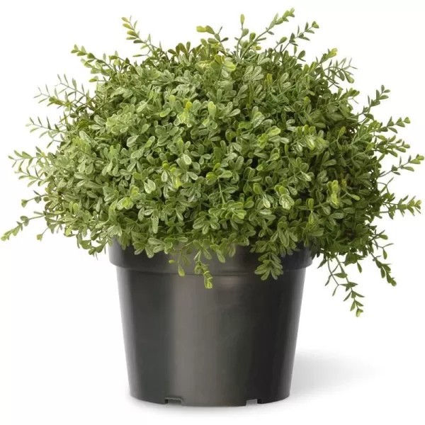 National Tree Company Artificial Shrub  Includes Pot Base 15 Inch Mini Tea Leaf BallNational Tree Company Artificial Shrub  Includes Pot Base 15 Inch Mini Tea Leaf Ball