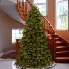 imageNational Tree Company PreLit Feel Real Artificial Full Christmas Tree Green Tiffany Fir White Lights Includes Stand 9 Feet9ft